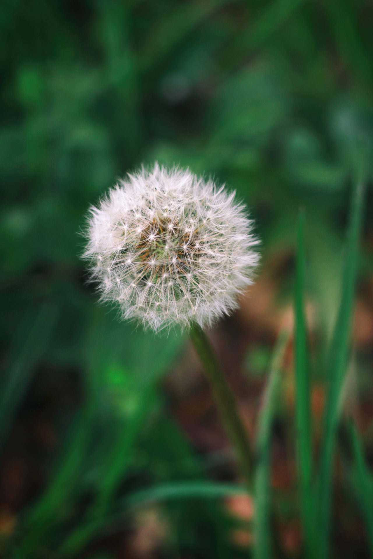Löwenzahn Pusteblume kostenlose Bilder download