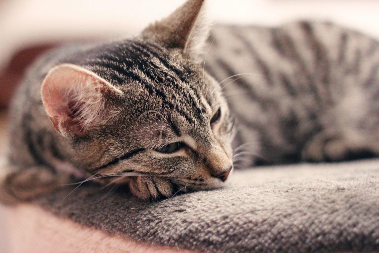 Schlafende Katze - kostenlose Bilder download | titania foto