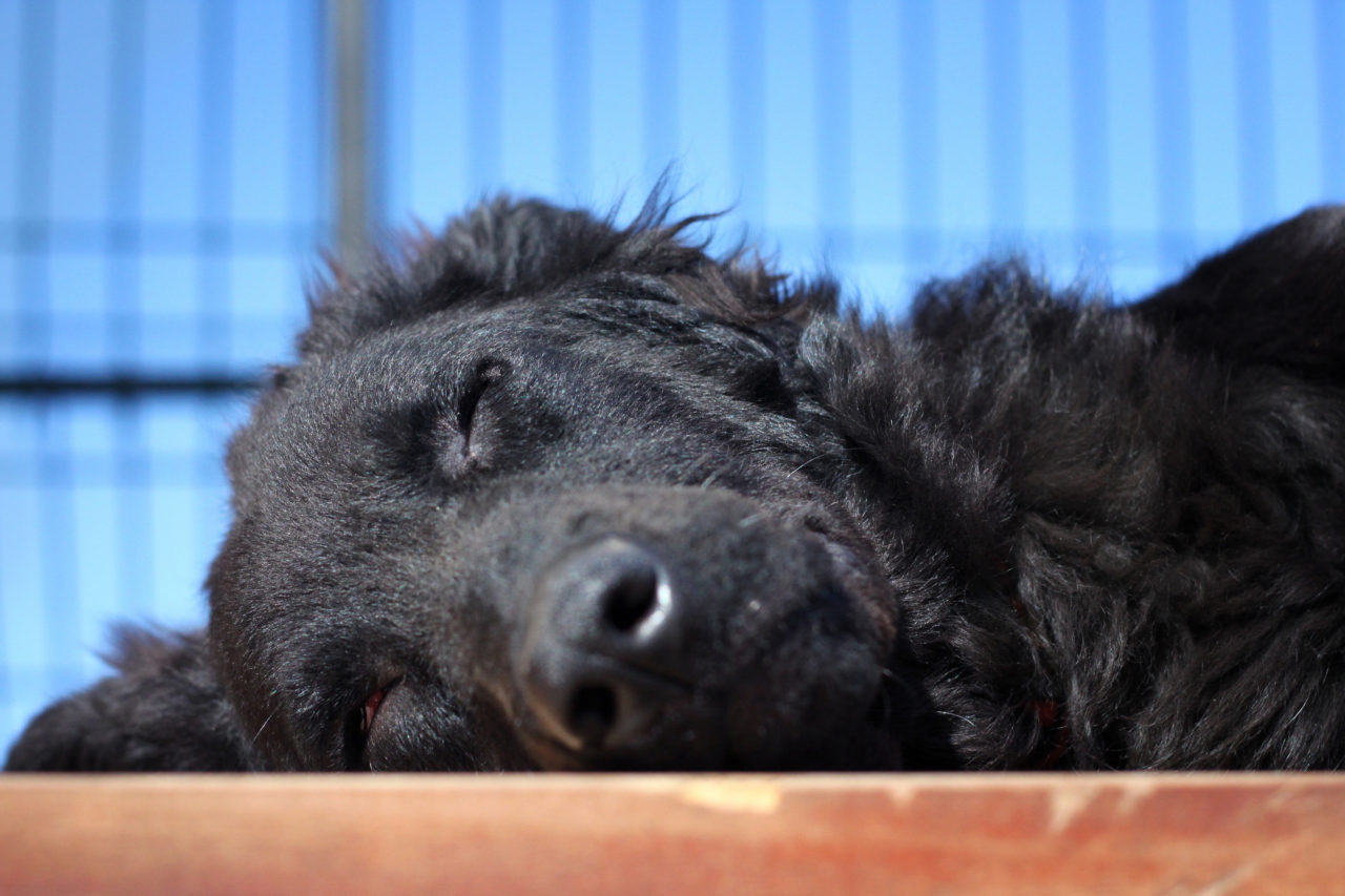 Schlafender Hund kostenlose Bilder download titania foto