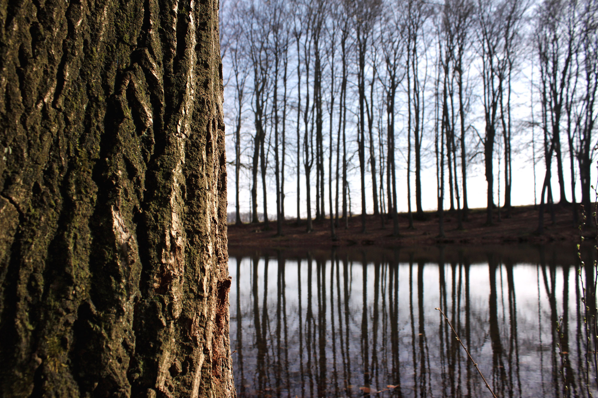 Trees Winter