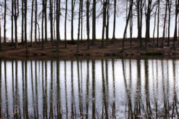 Spiegelung Bäume