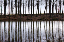 Spiegelung Bäume