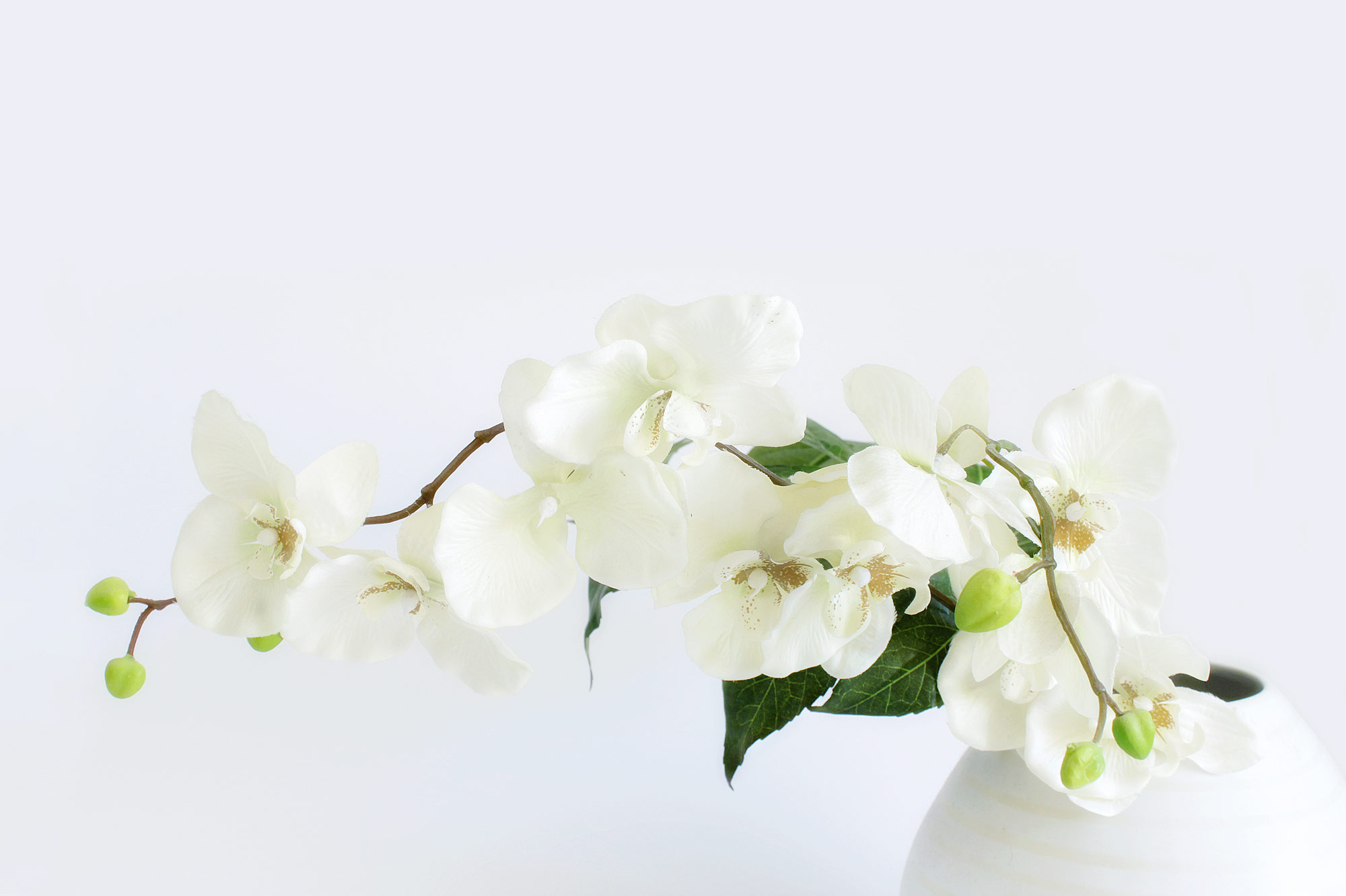 Weisse Orchidee