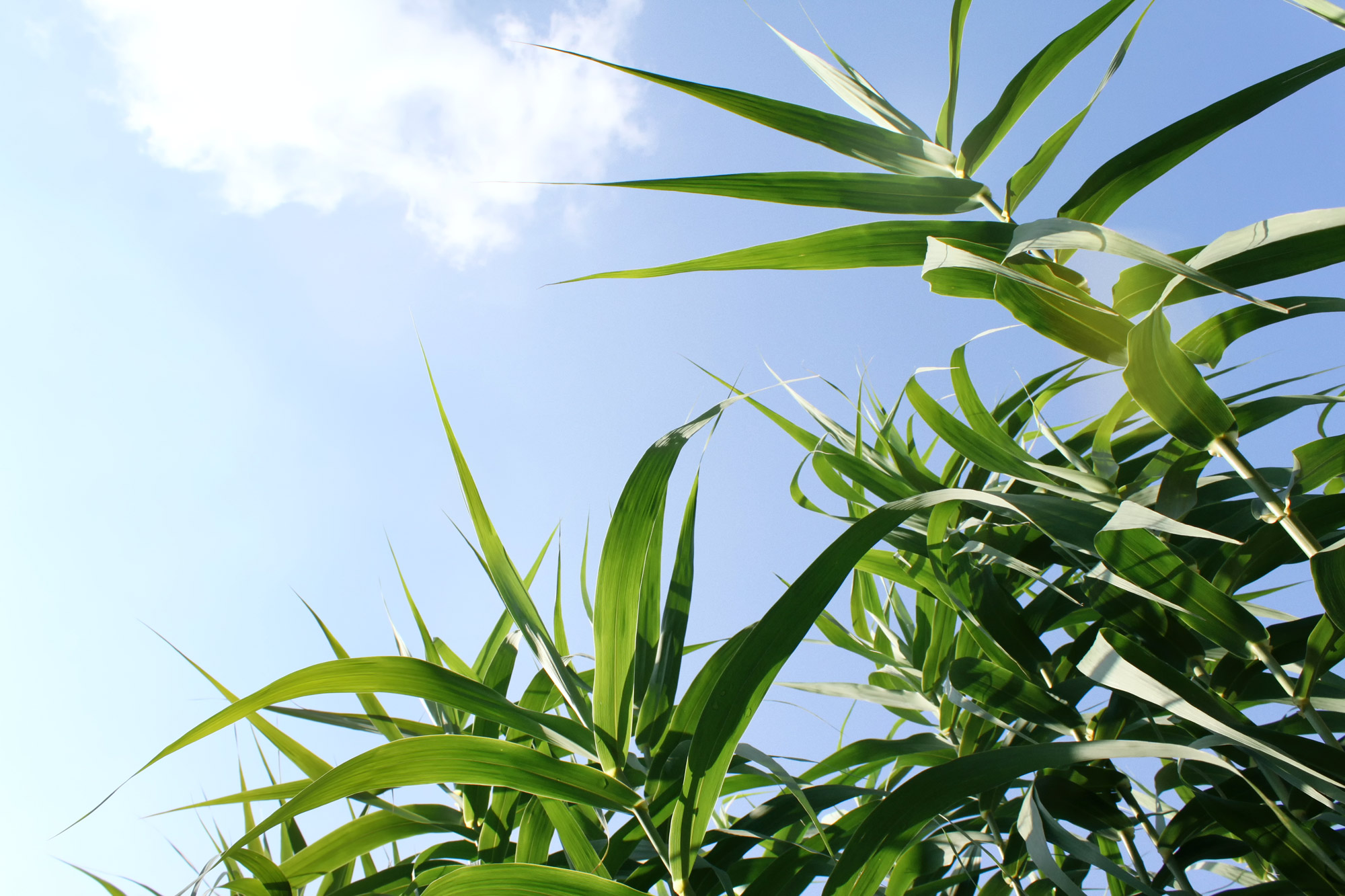 Bamboo Sky