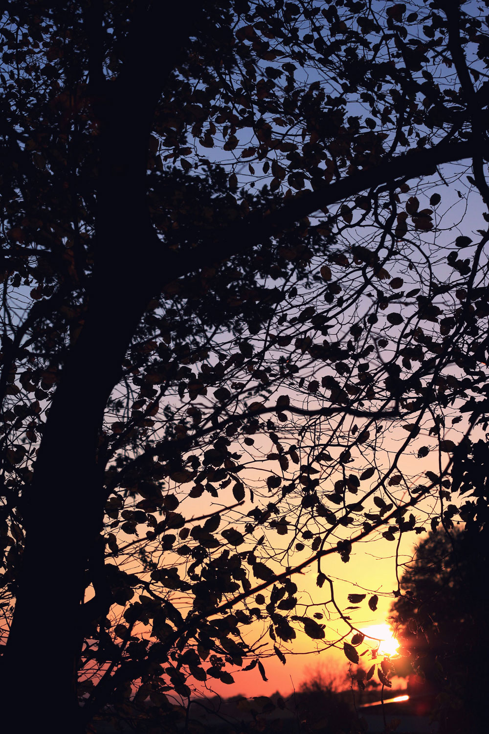 Baum Blätter Sonnenuntergang