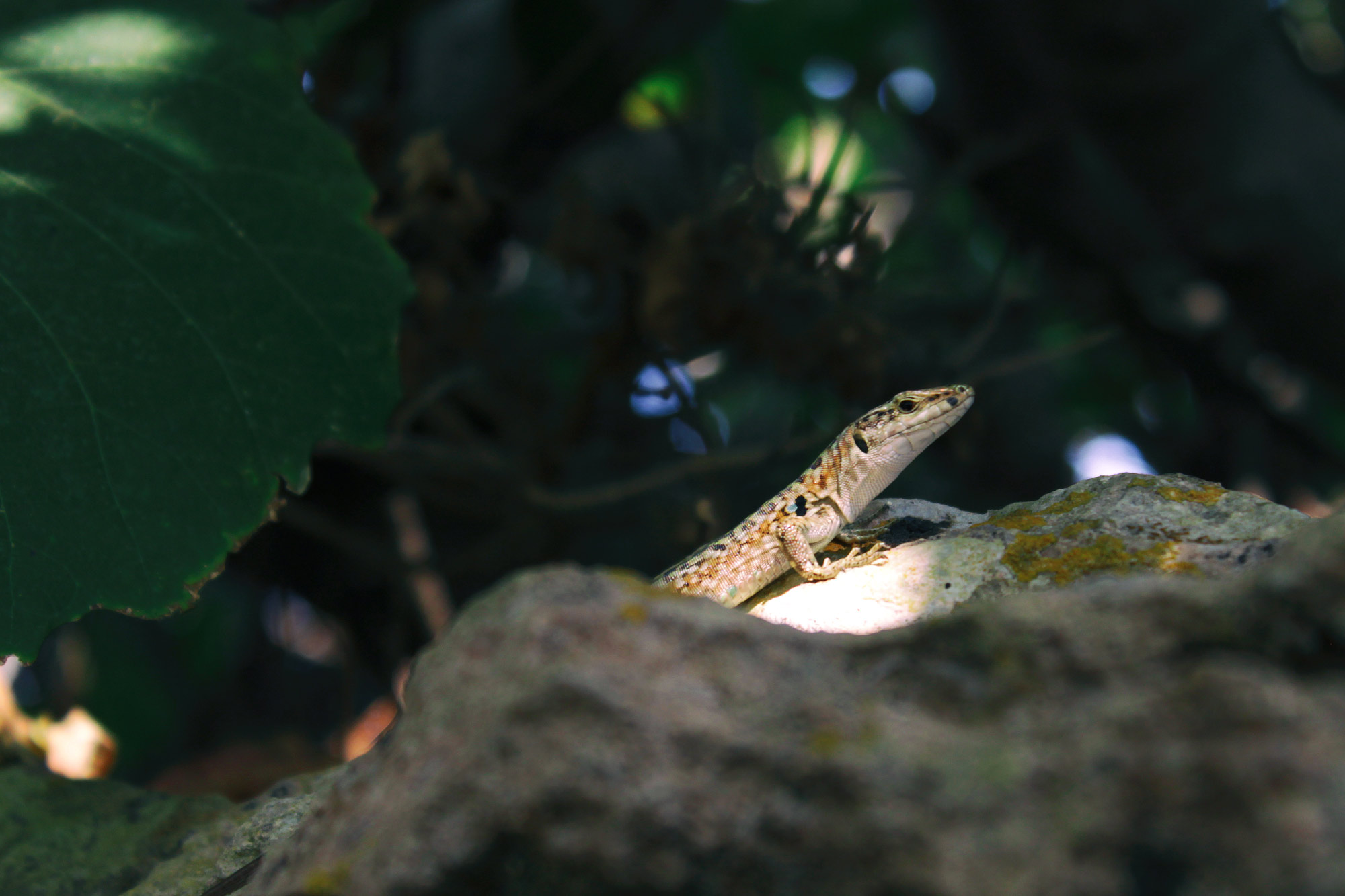 Brown Lizard