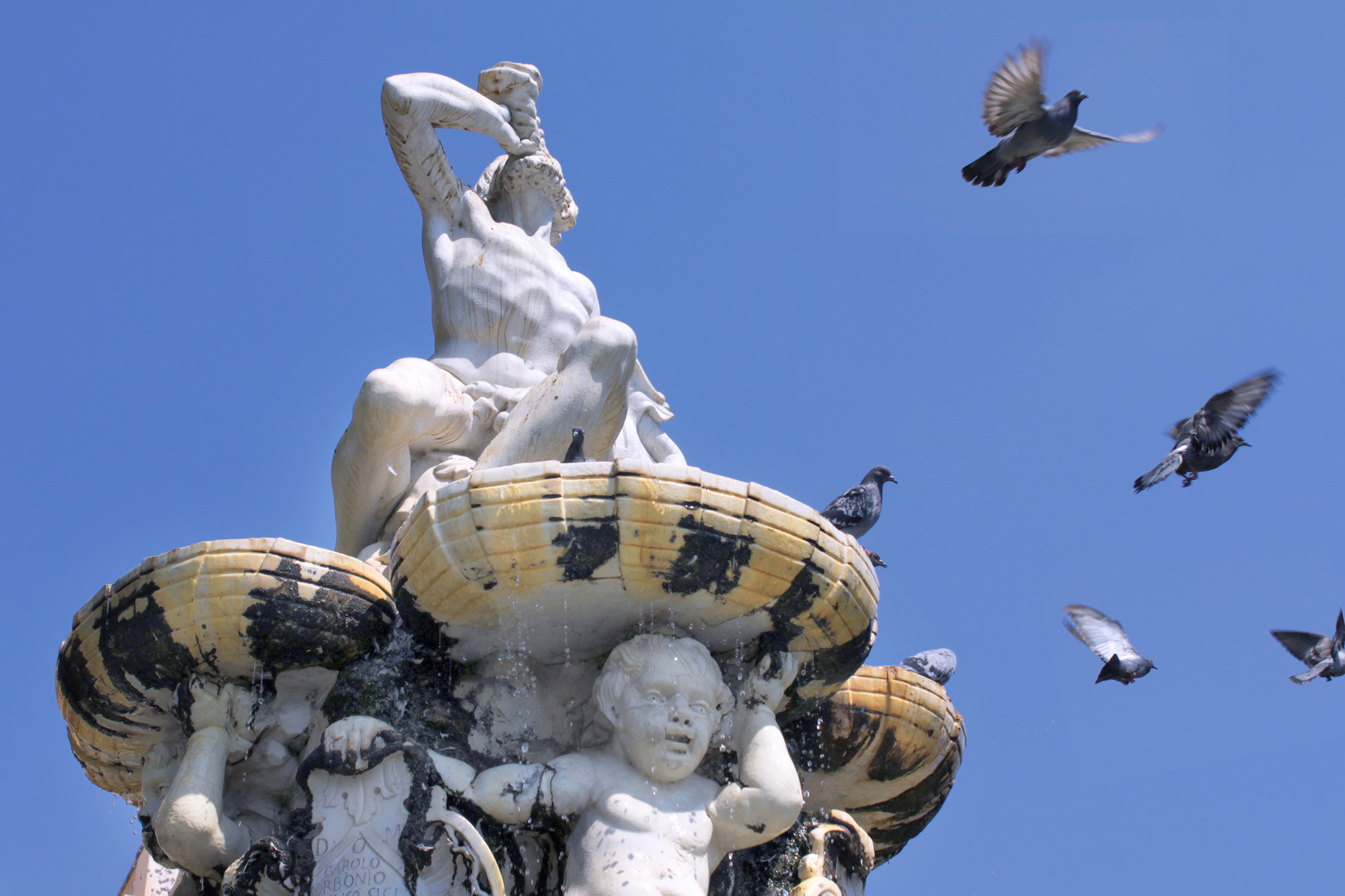 Fountain Pigeons