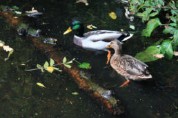 Enten Stockenten