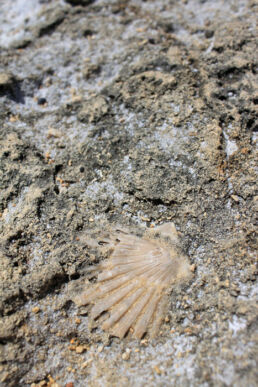 Fossilie Muschel