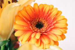 Gerbera Blume