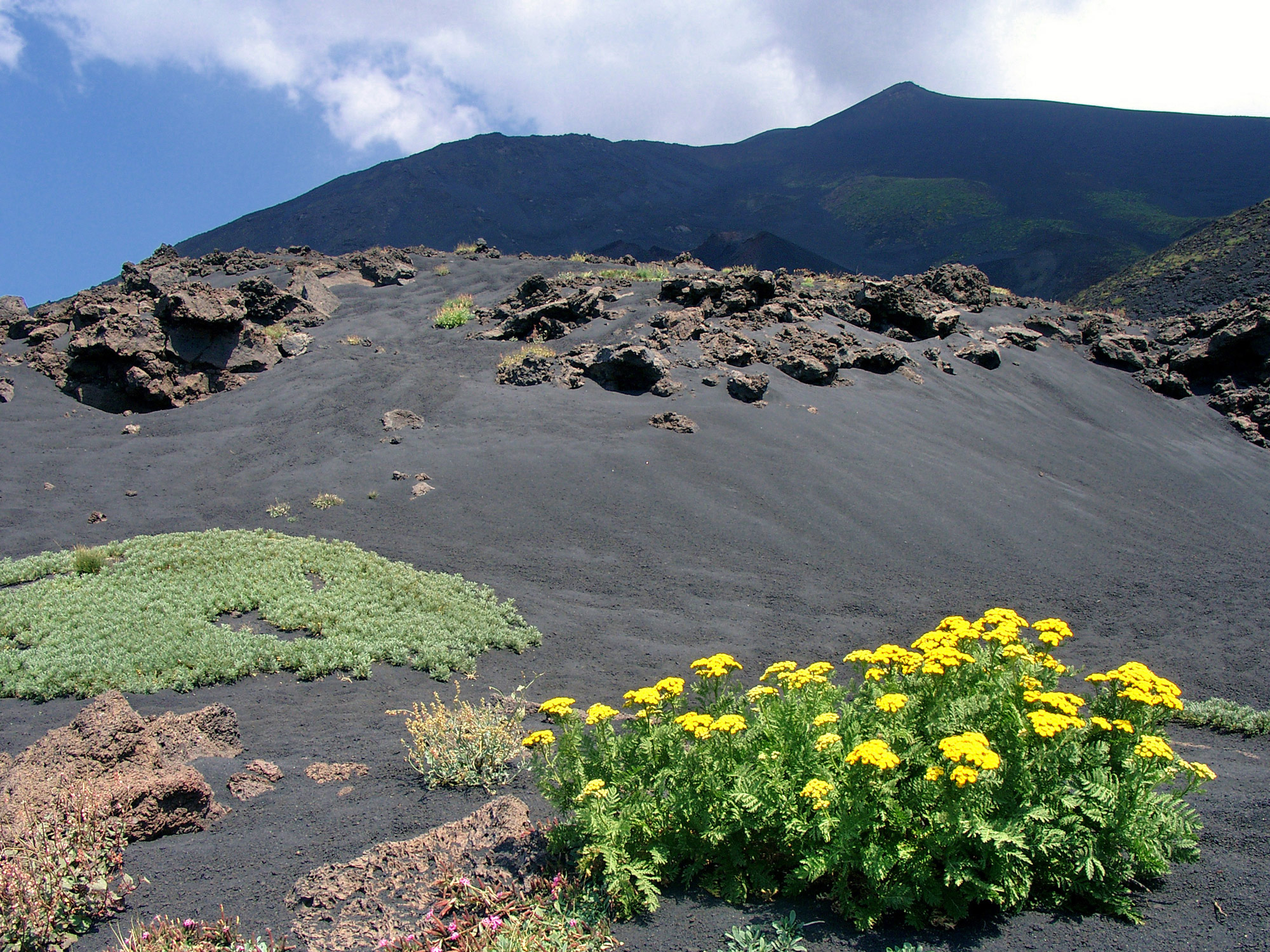 Vegetation Mount Etna