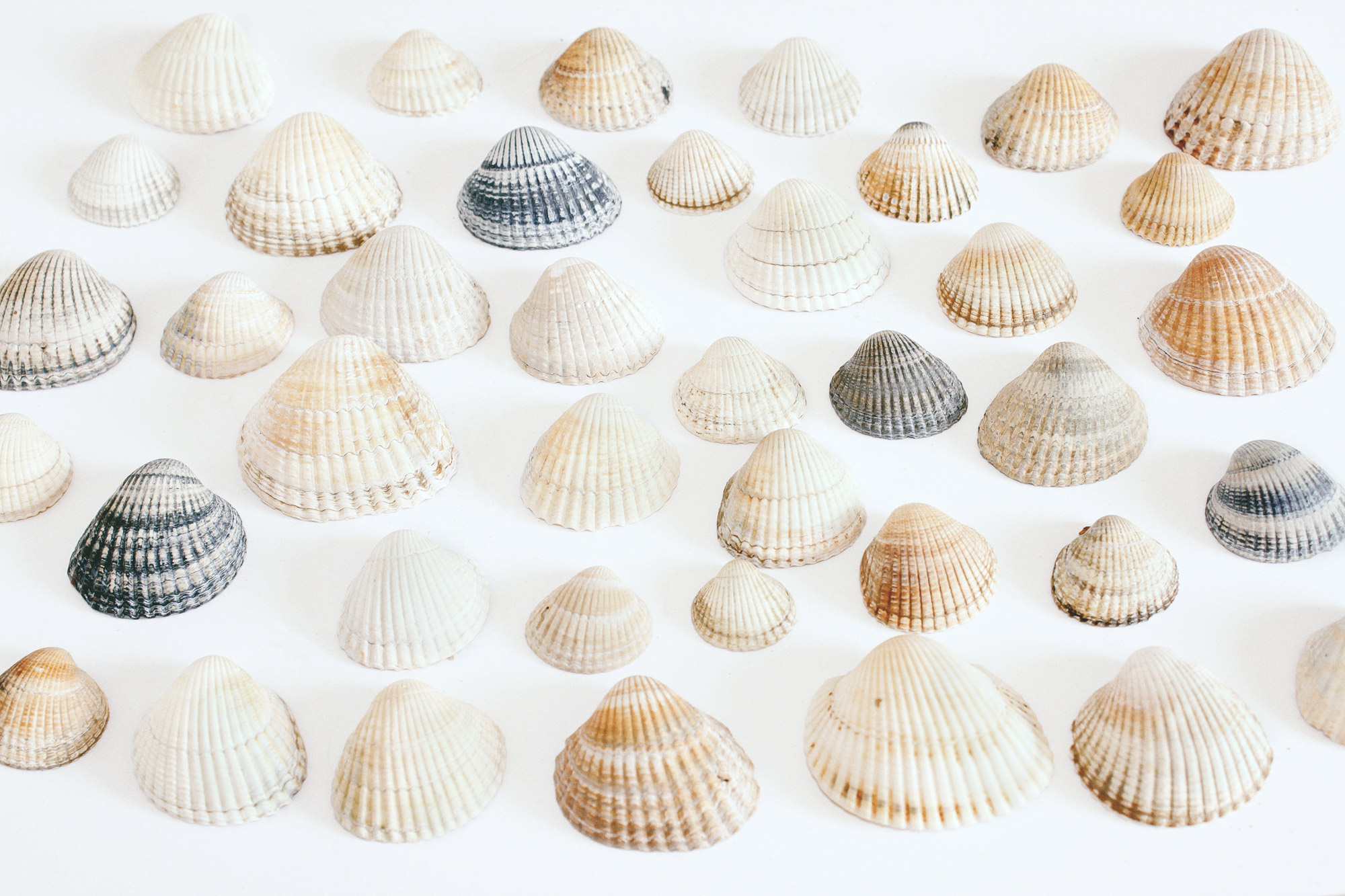 Shells