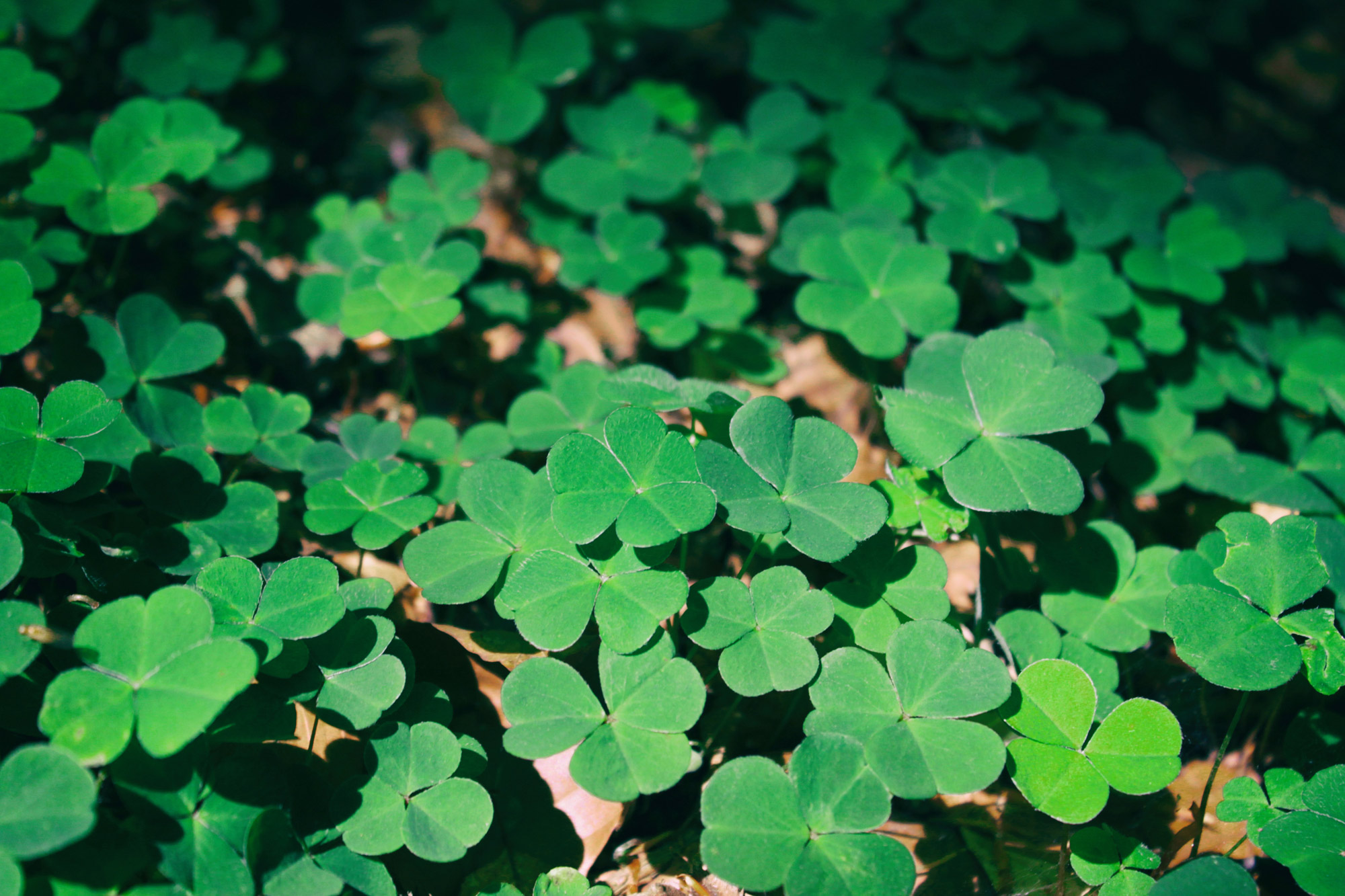 Clover Forest Floor