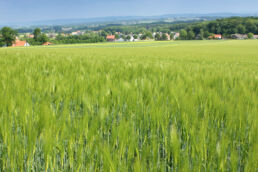 Landschaft Felder