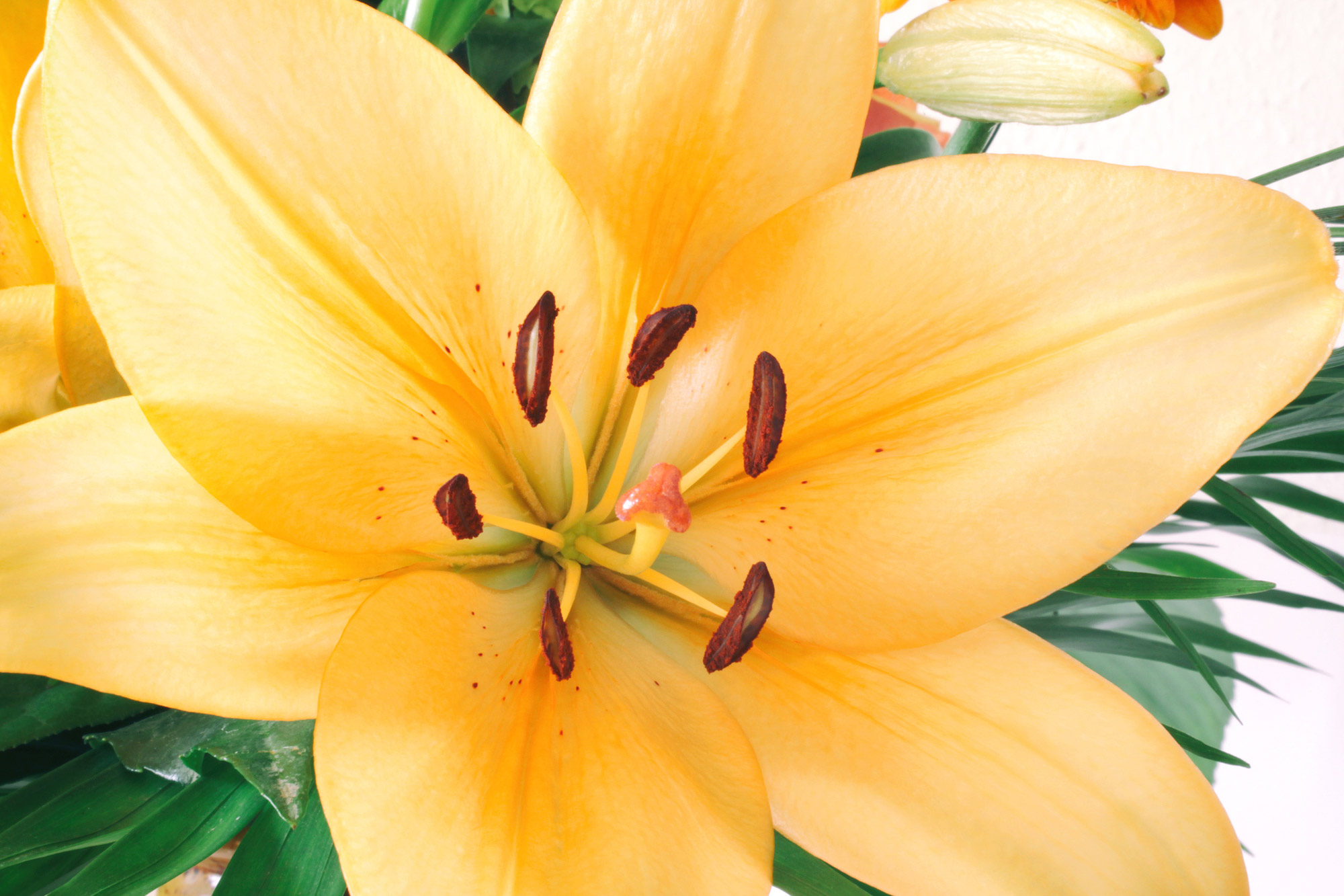 Lily Blossom