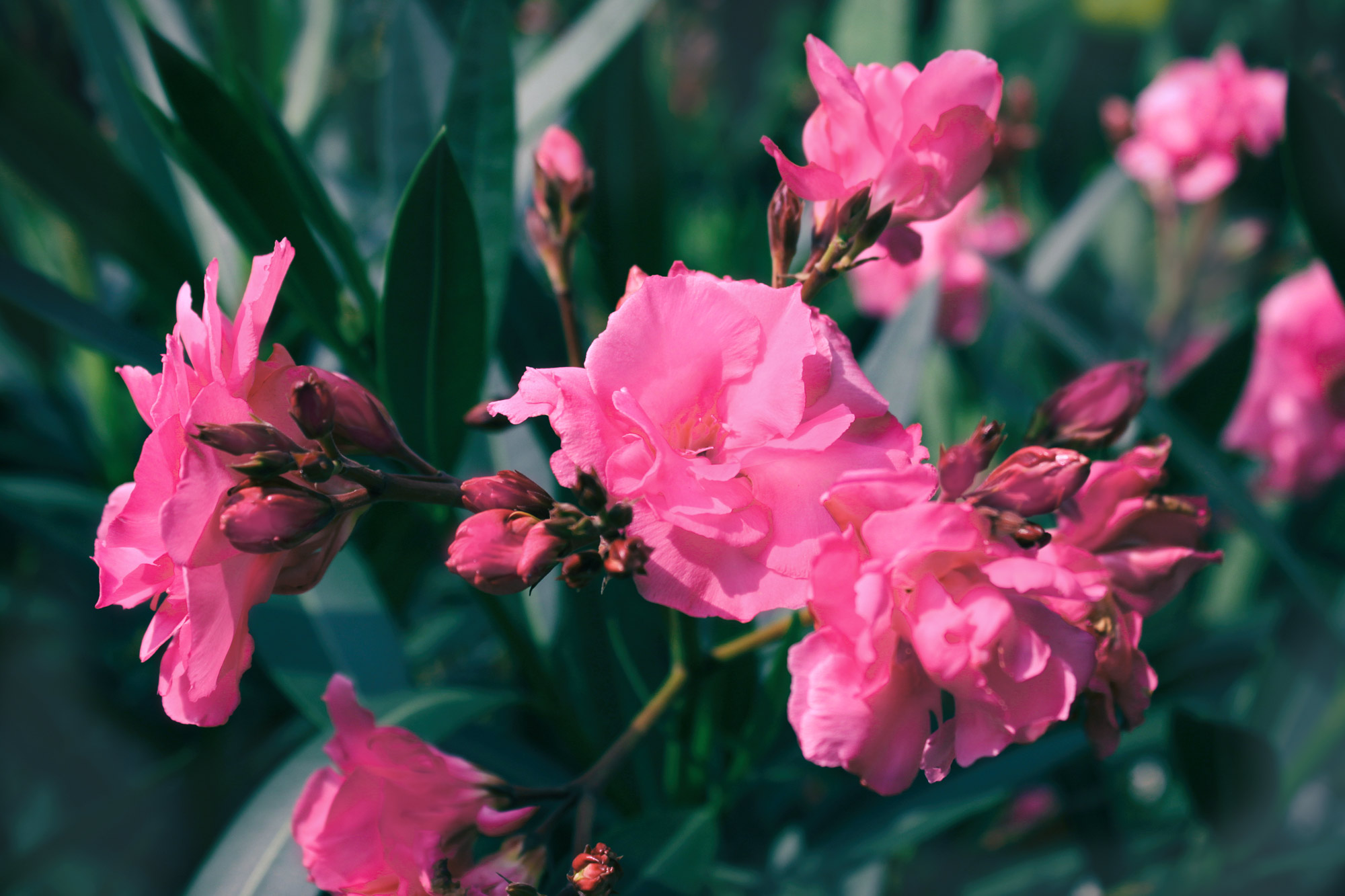 Oleander Blossoms