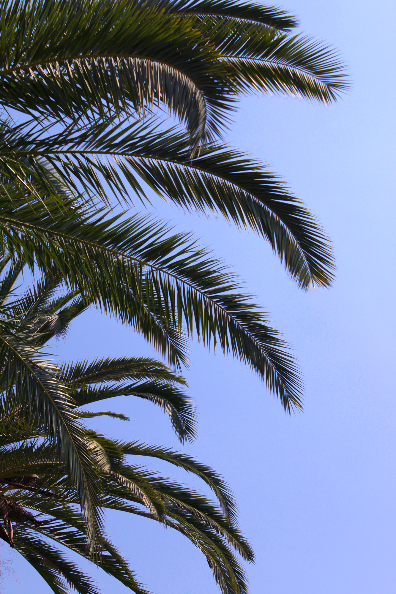 Palm Tree Leaves