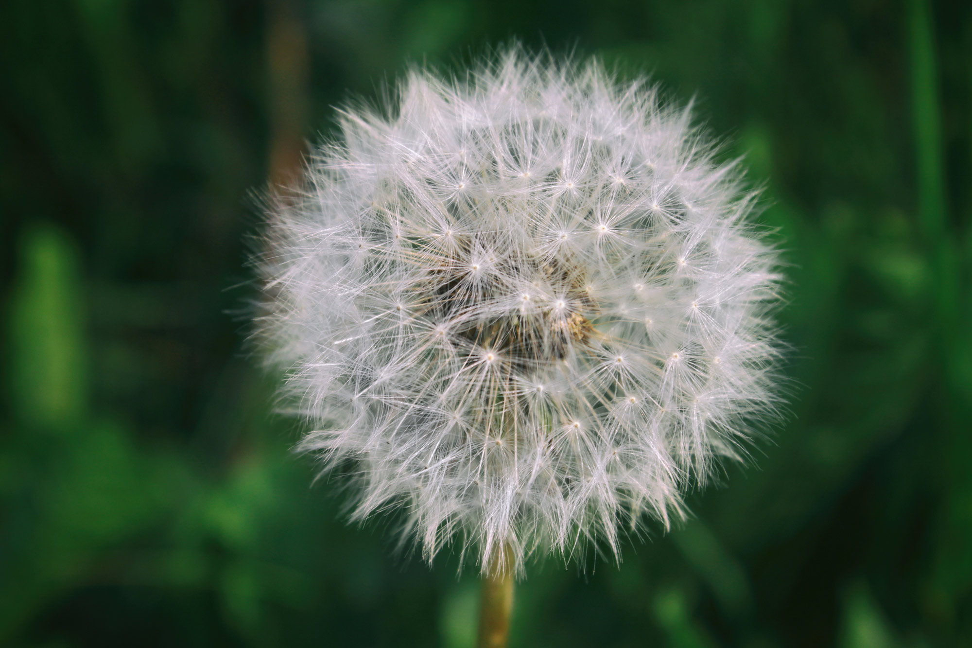Pusteblume Löwenzahn
