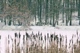 Schilf Winter