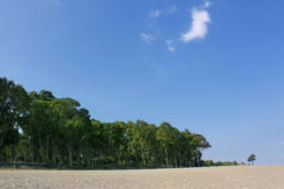 Strand Bäume