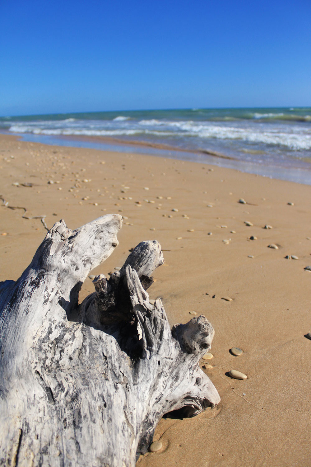 Strand Baumstamm