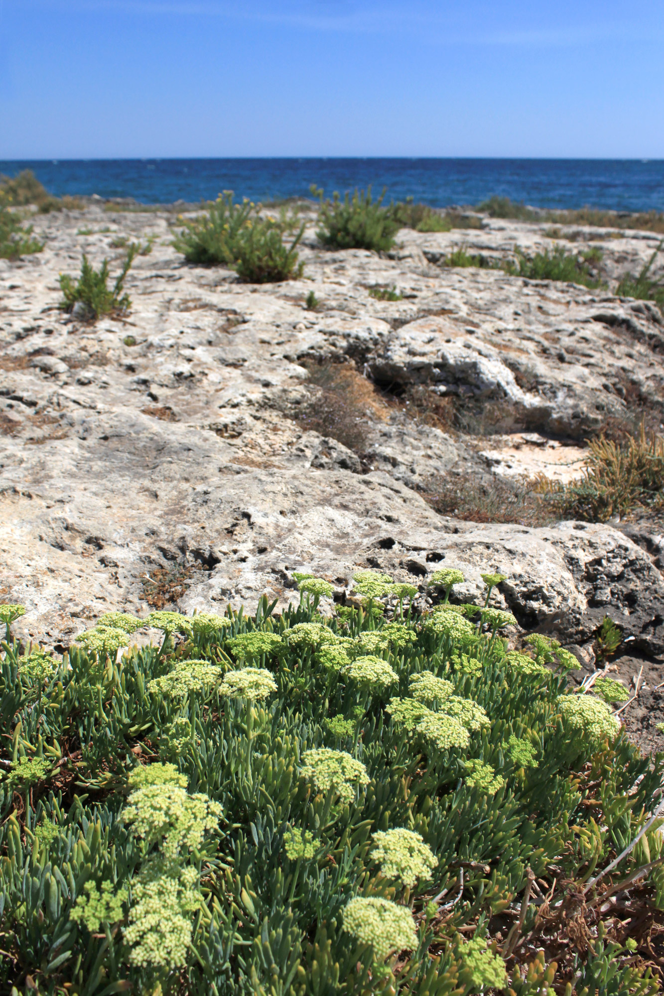 Vegetation Coast