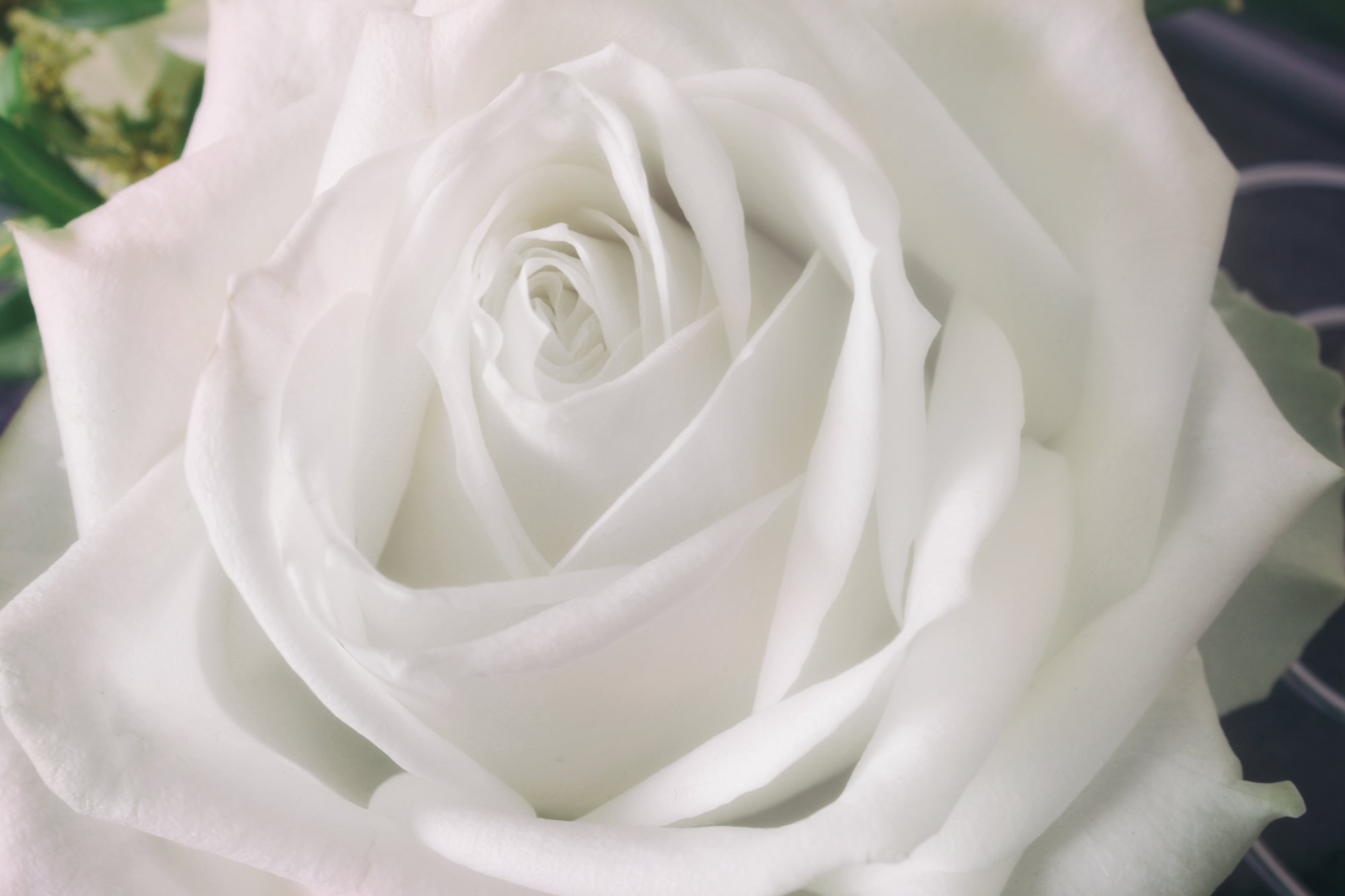 White Rose