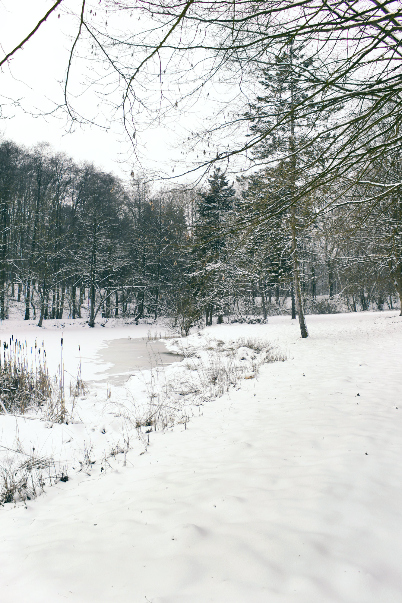 Winter Trees