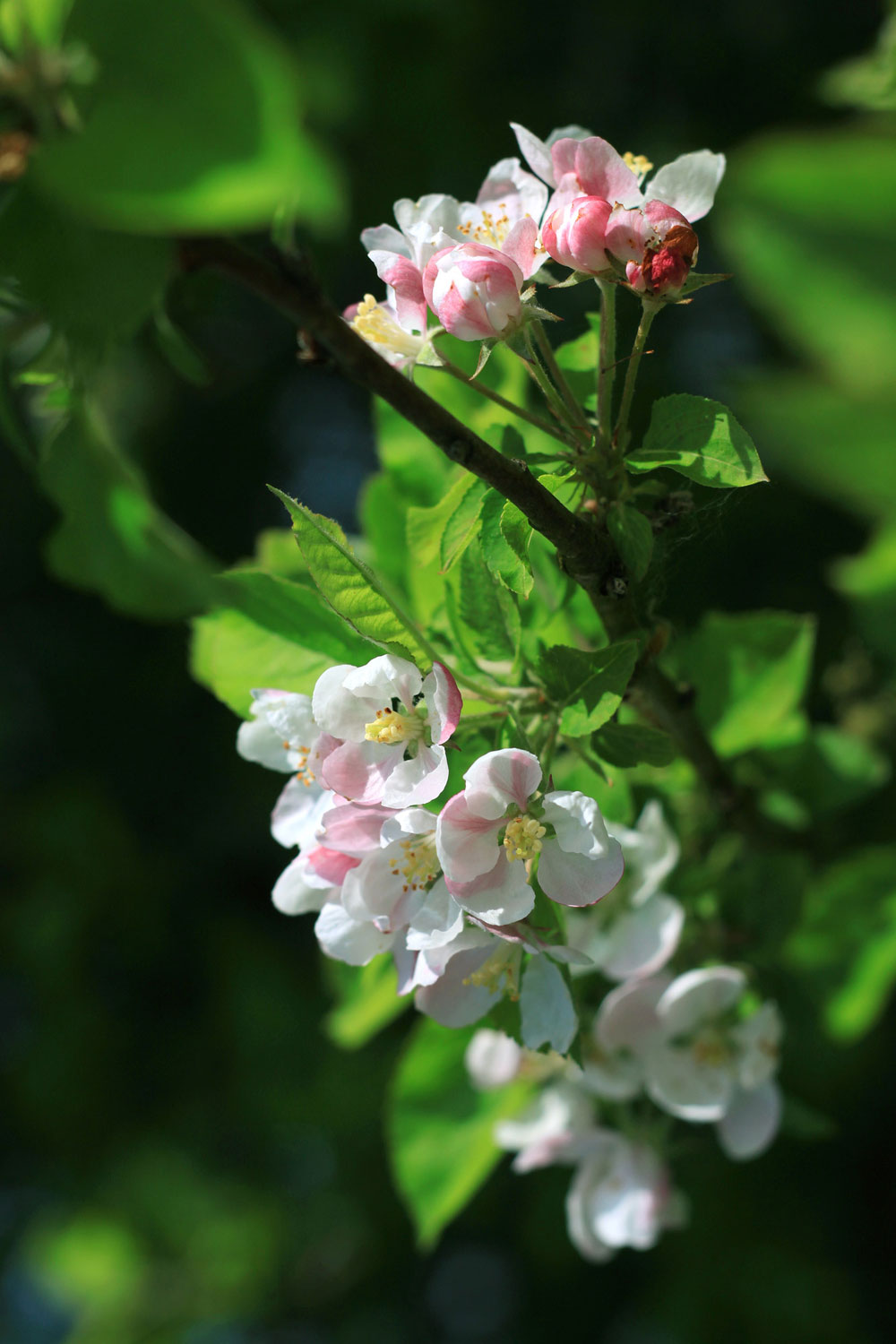 Apfelblüten