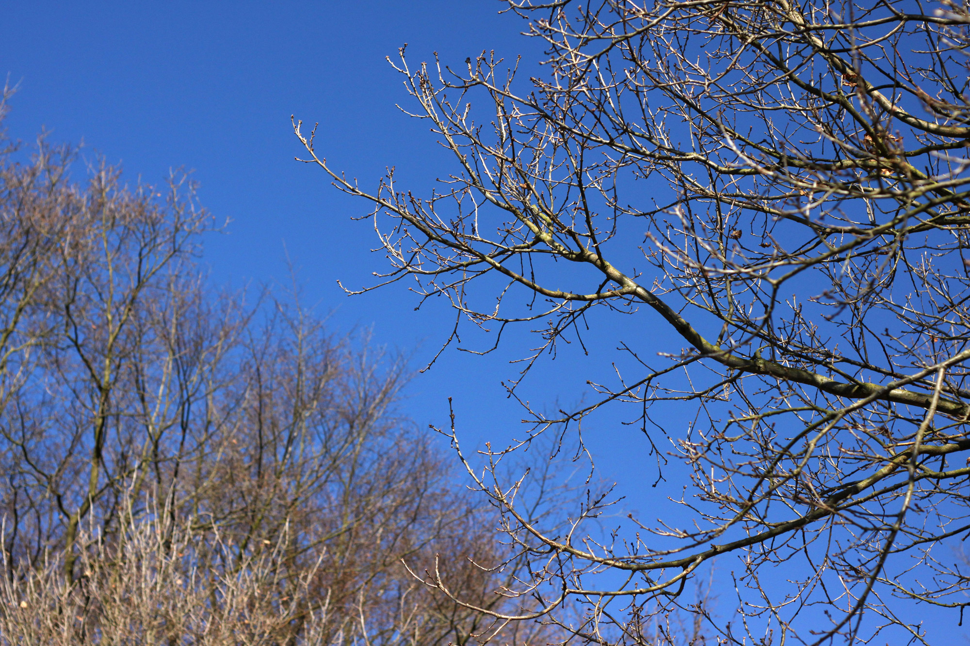 Trees Without Leaves