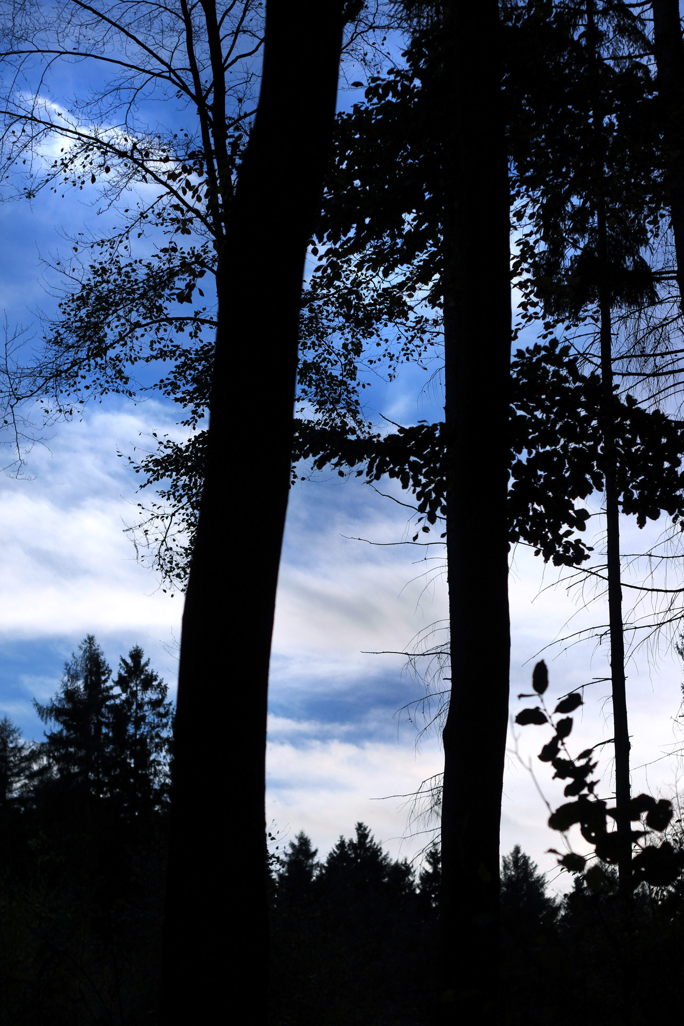Trees Silhouettes