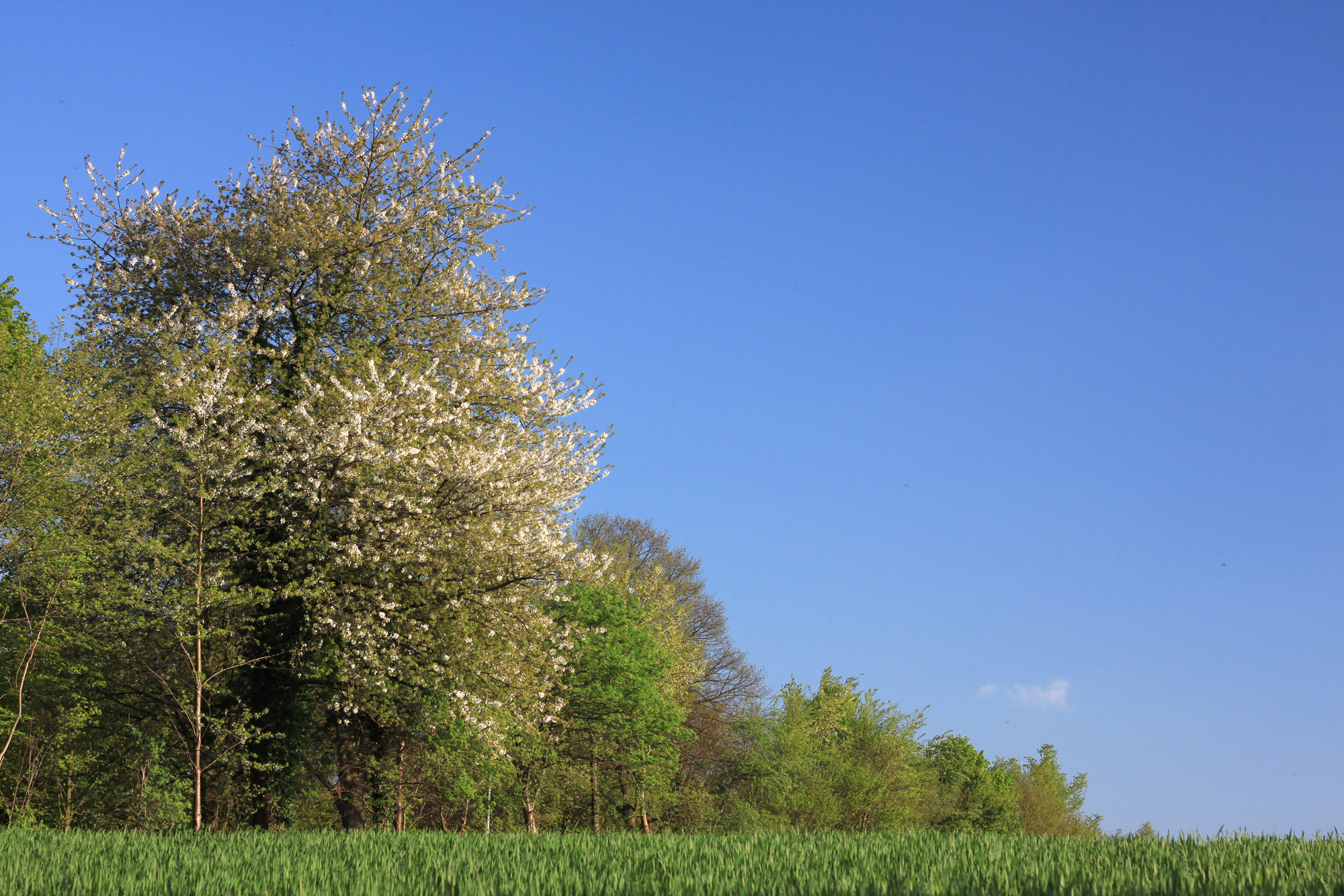 Trees Meadow