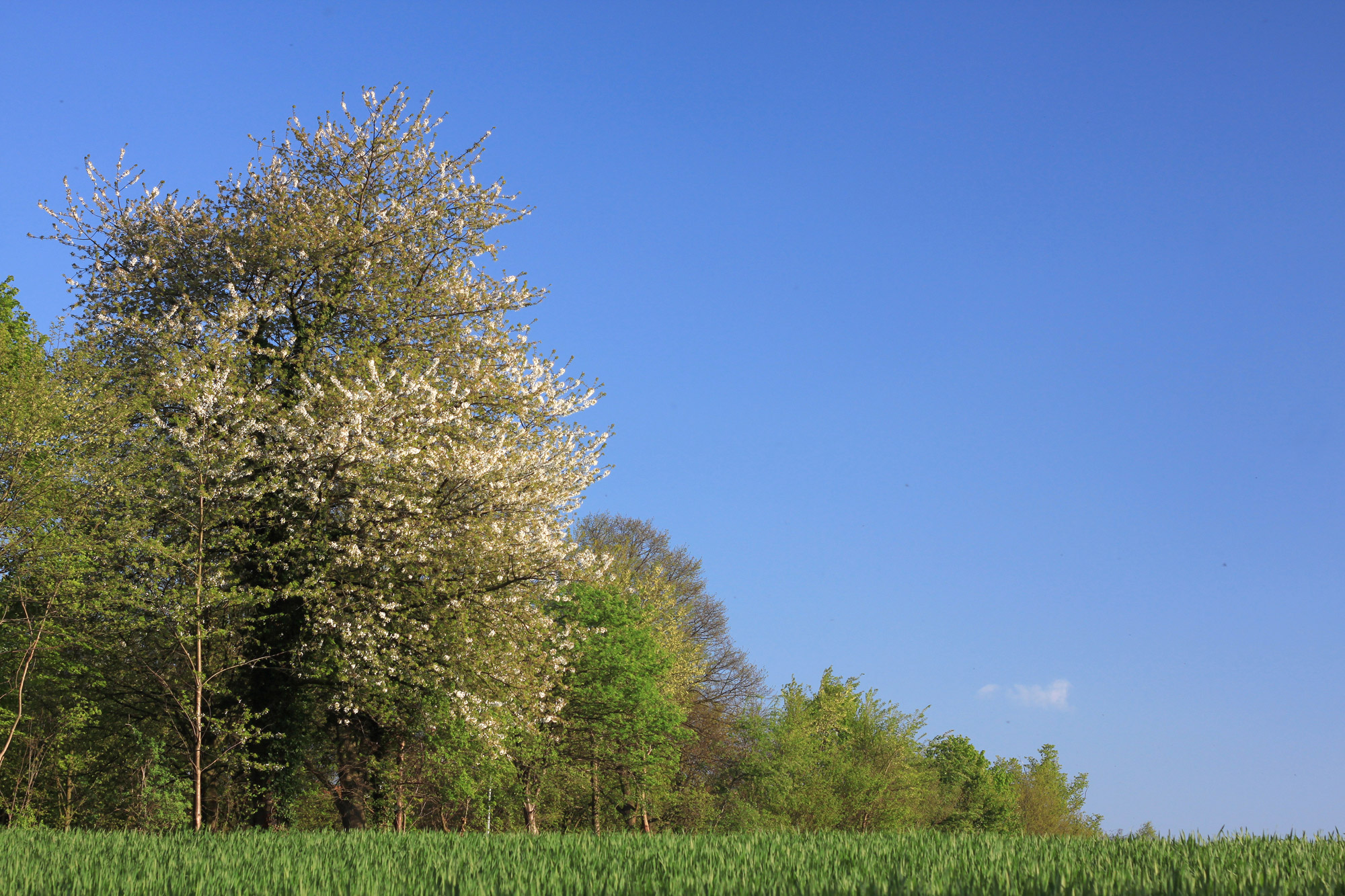 Bäume Wiese