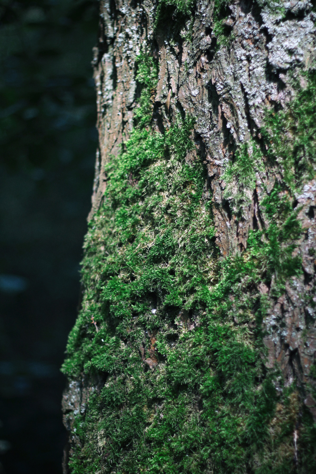 Tree Bark Moss
