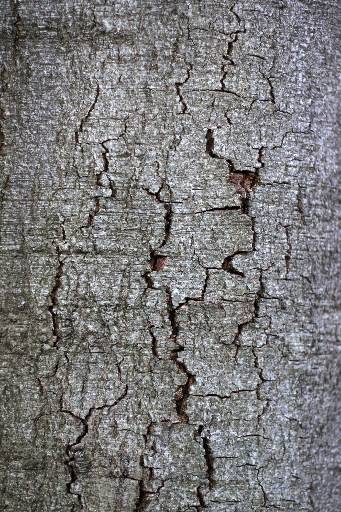 Bark Texture