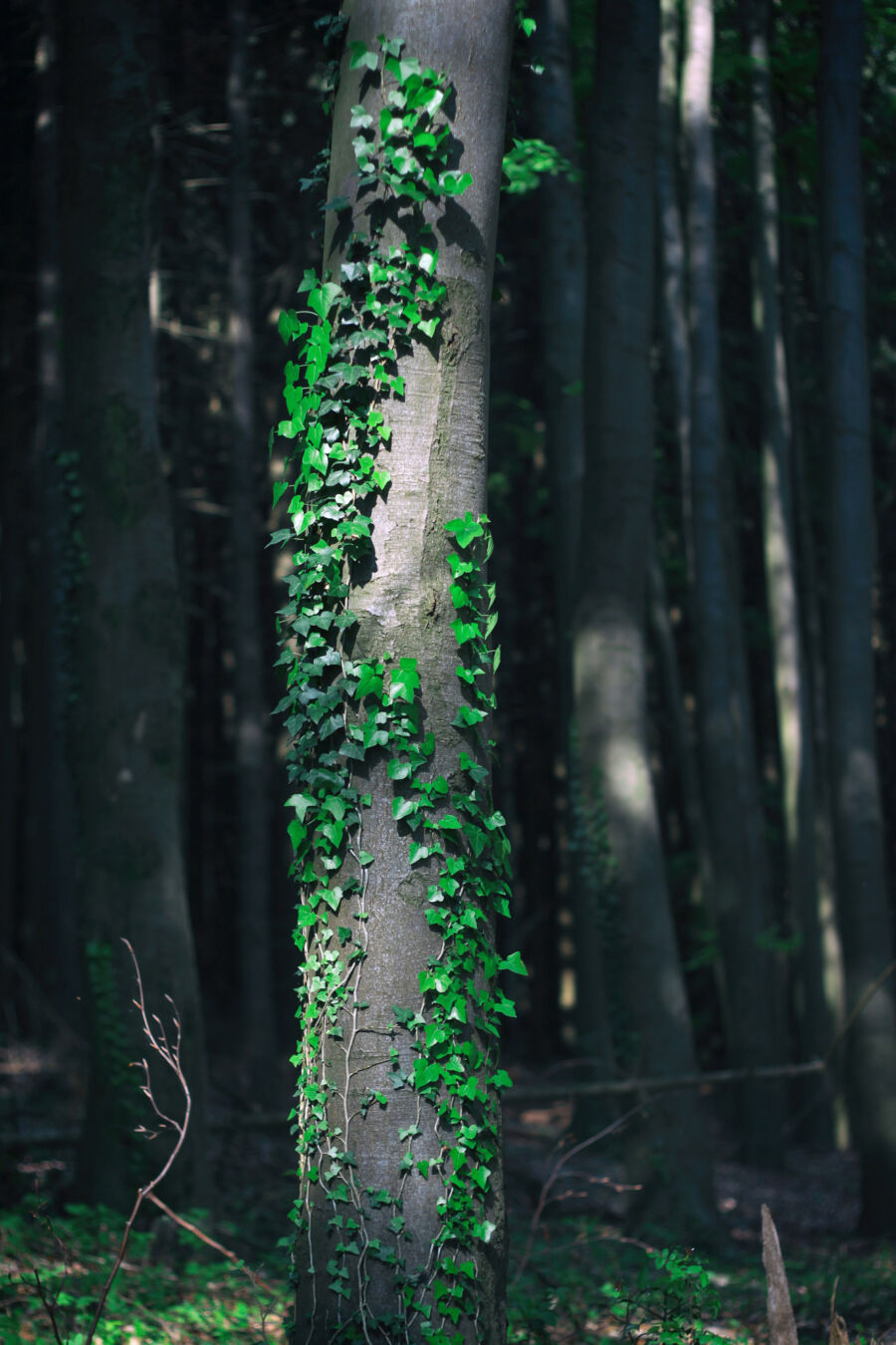 Waldbilder Wald Kostenlose Freie Bilder Download Titania Foto