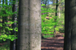 Baumstamm Wald