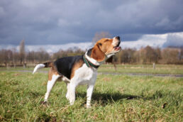 Beagle bellt