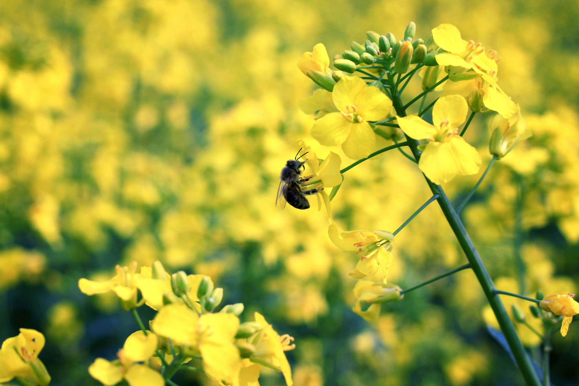 Bee Canola Blossom