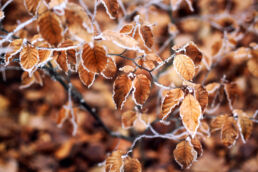 Blätter Frost
