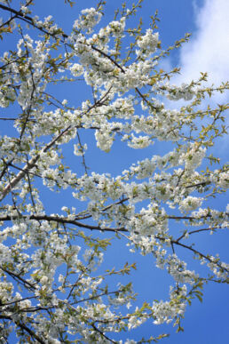 Blüten Kirschbaum