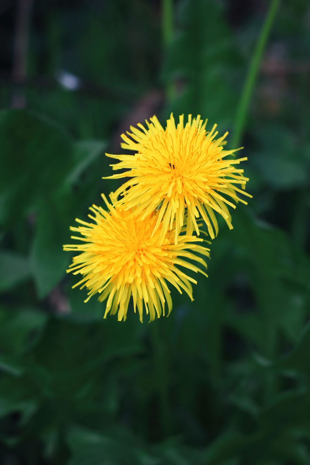 Löwenzahn Blüten