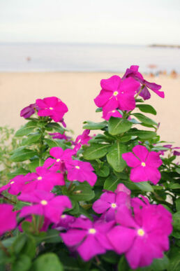 Blumen am Strand