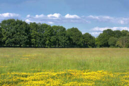 Blumenwiese Landschaft