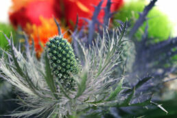 Distel Blumenstrauß