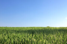 Feld blauer Himmel