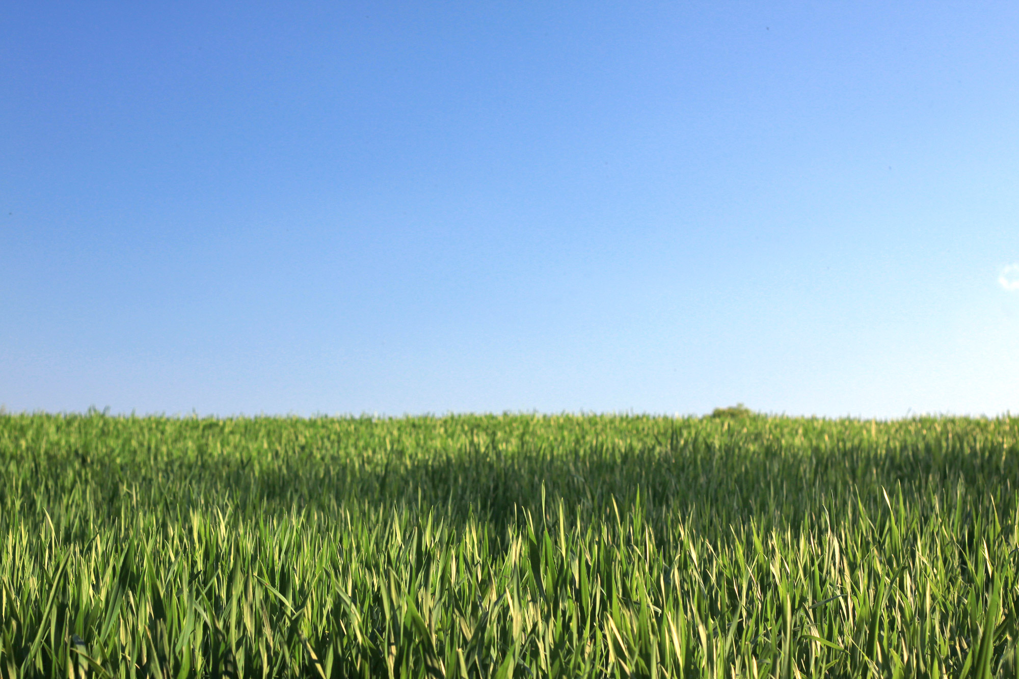 Field Blue Sky