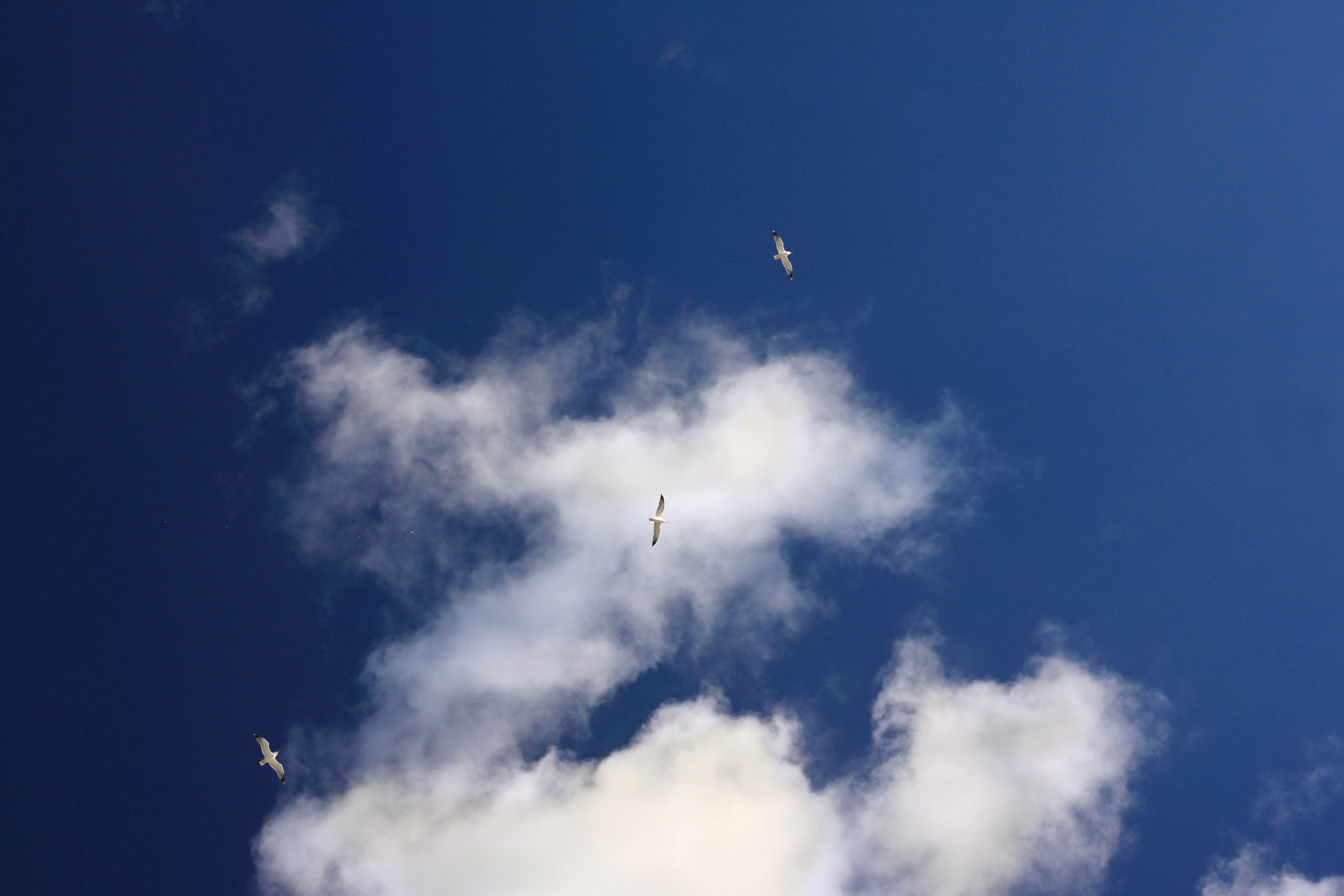 Flying Seagulls