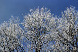 Frost Bäume