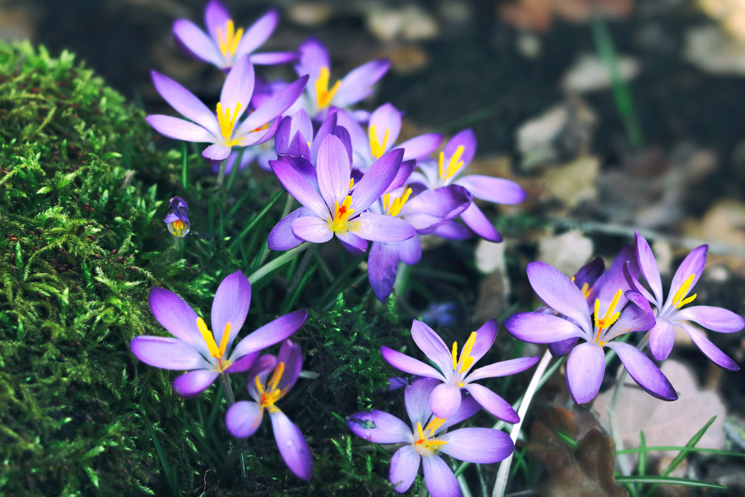 Frühlingsblumen Krokusse